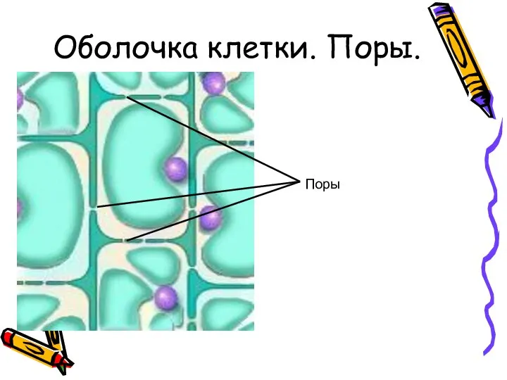 Поры Оболочка клетки. Поры.