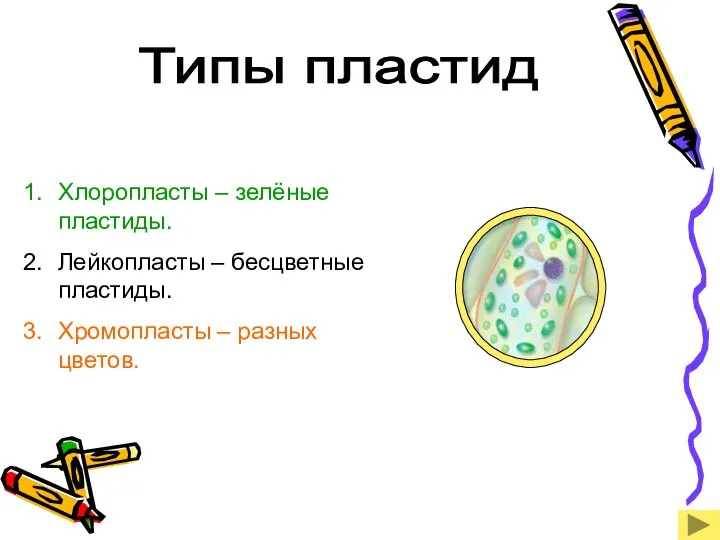 Типы пластид Хлоропласты – зелёные пластиды. Лейкопласты – бесцветные пластиды. Хромопласты – разных цветов.