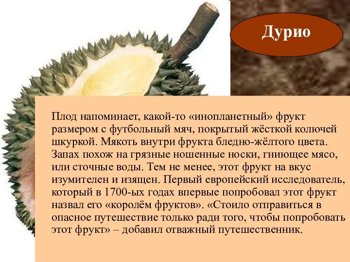 Дурио Плод напоминает, какой-то «инопланетный» фрукт размером с футбольный мяч, покрытый