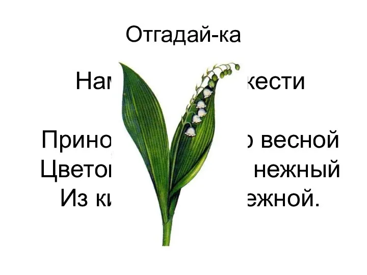 Отгадай-ка Нам запах свежести лесной Приносит позднею весной Цветок душистый, нежный Из кисти белоснежной.