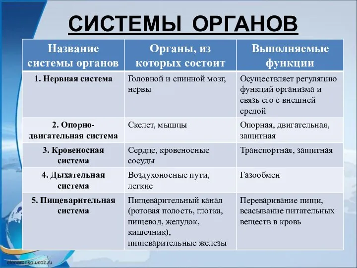 СИСТЕМЫ ОРГАНОВ