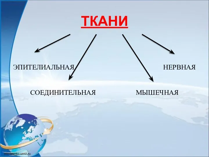 ТКАНИ ЭПИТЕЛИАЛЬНАЯ НЕРВНАЯ СОЕДИНИТЕЛЬНАЯ МЫШЕЧНАЯ