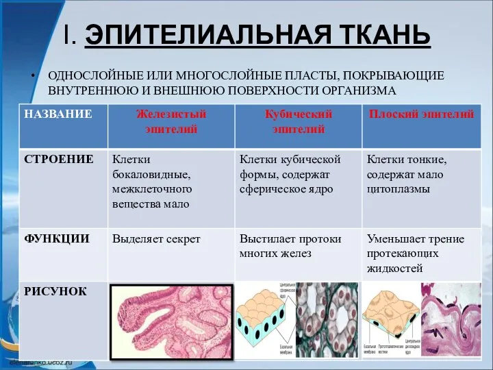 I. ЭПИТЕЛИАЛЬНАЯ ТКАНЬ ОДНОСЛОЙНЫЕ ИЛИ МНОГОСЛОЙНЫЕ ПЛАСТЫ, ПОКРЫВАЮЩИЕ ВНУТРЕННЮЮ И ВНЕШНЮЮ ПОВЕРХНОСТИ ОРГАНИЗМА