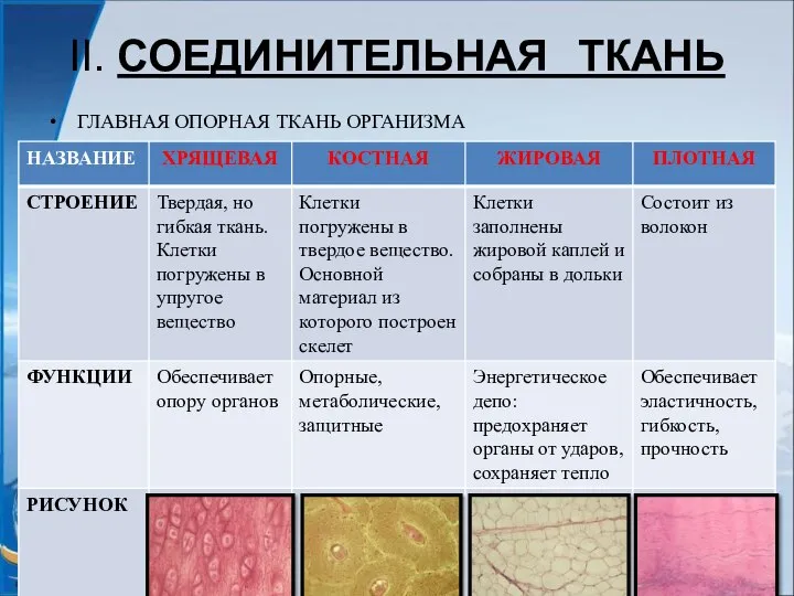 II. СОЕДИНИТЕЛЬНАЯ ТКАНЬ ГЛАВНАЯ ОПОРНАЯ ТКАНЬ ОРГАНИЗМА