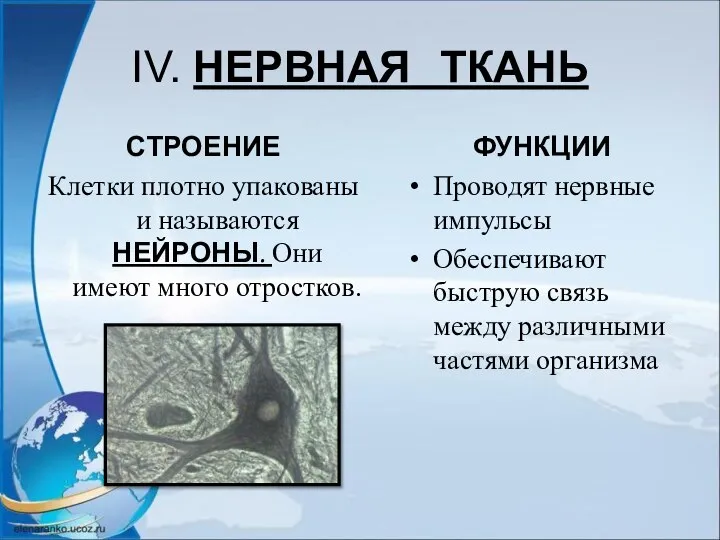 IV. НЕРВНАЯ ТКАНЬ СТРОЕНИЕ Клетки плотно упакованы и называются НЕЙРОНЫ. Они