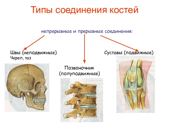 Типы соединения костей непрерывные и прерывные соединения: Швы (неподвижные) Суставы (подвижные) Череп, таз Позвоночник (полуподвижные)