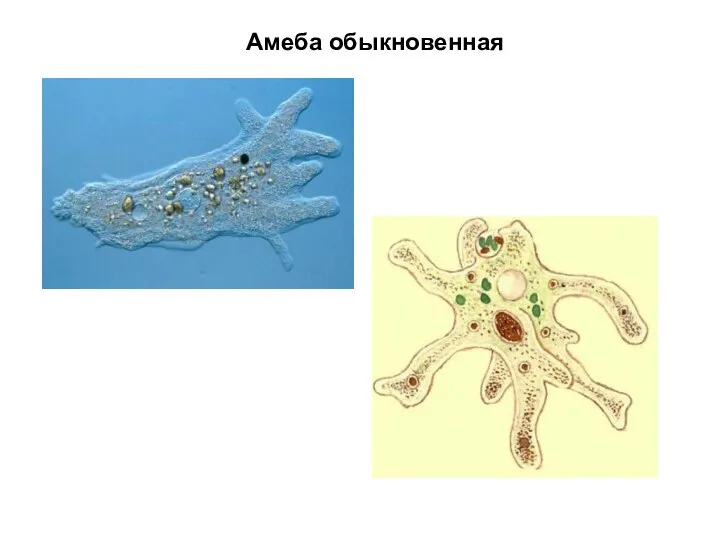 Амеба обыкновенная