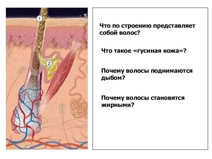 Что такое «гусиная кожа»? Почему волосы поднимаются дыбом? Почему волосы становятся