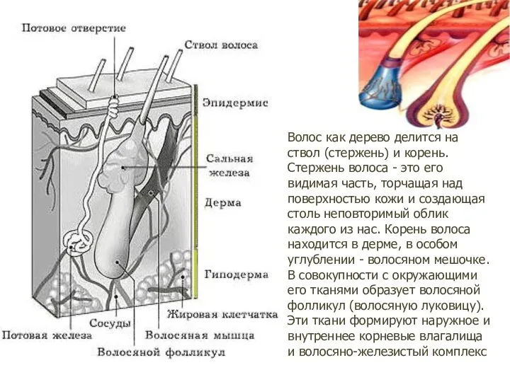 Волос как дерево делится на ствол (стержень) и корень. Стержень волоса