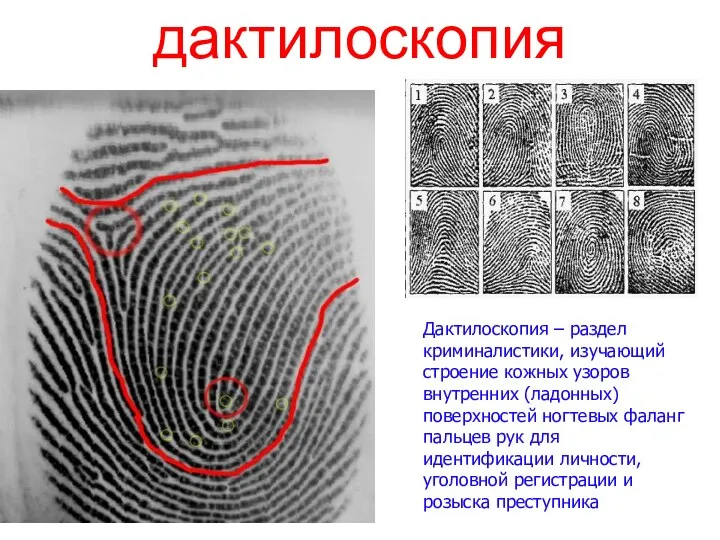 дактилоскопия Дактилоскопия – раздел криминалистики, изучающий строение кожных узоров внутренних (ладонных)