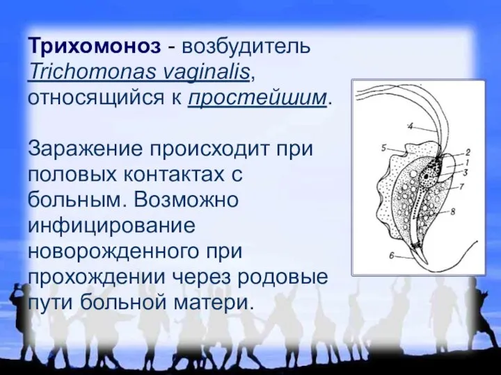 Трихомоноз - возбудитель Trichomonas vaginalis, относящийся к простейшим. Заражение происходит при