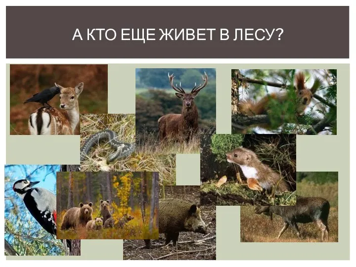 А кто еще живет в лесу?