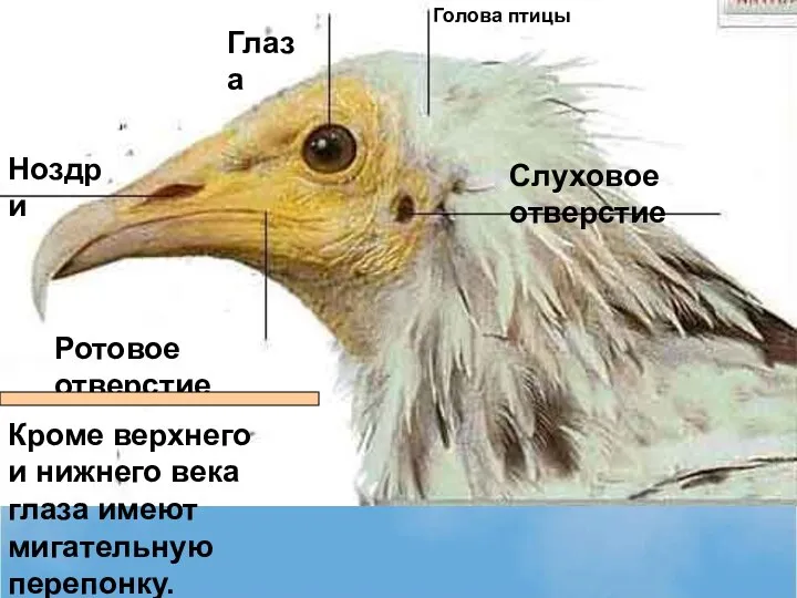 Ноздри Слуховое отверстие Глаза Ротовое отверстие Голова птицы Кроме верхнего и