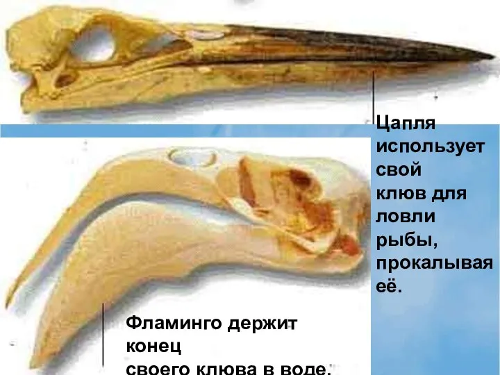 Фламинго держит конец своего клюва в воде. Цапля использует свой клюв для ловли рыбы, прокалывая её.