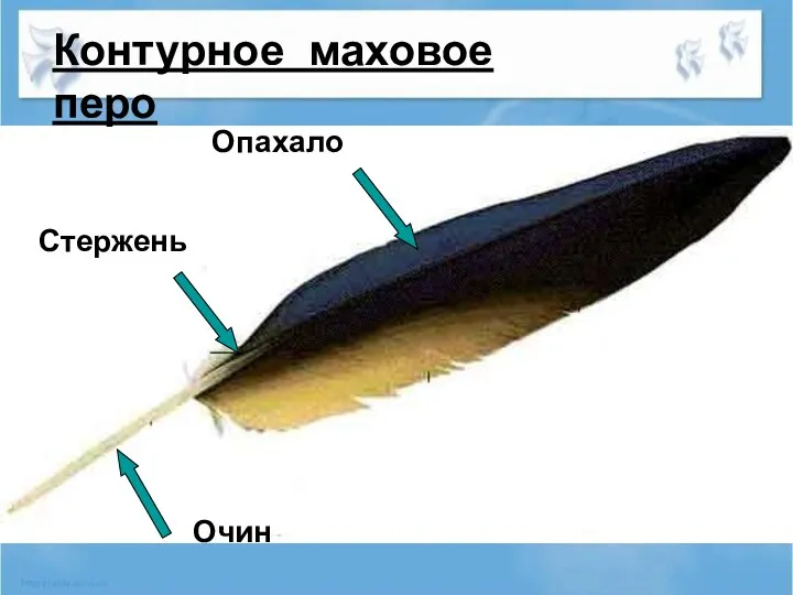 Контурное маховое перо Опахало Стержень Очин