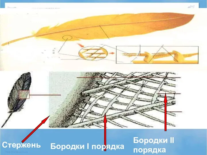 Бородки I порядка Бородки II порядка Стержень