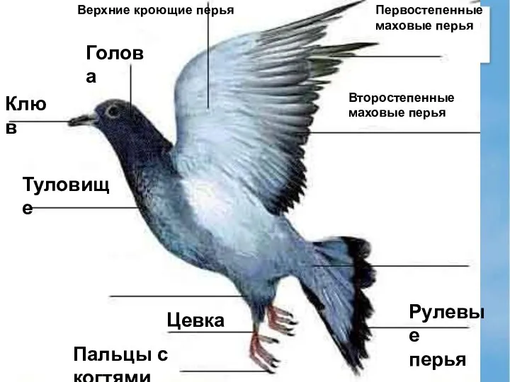 Клюв Голова Первостепенные маховые перья Второстепенные маховые перья Цевка Пальцы с