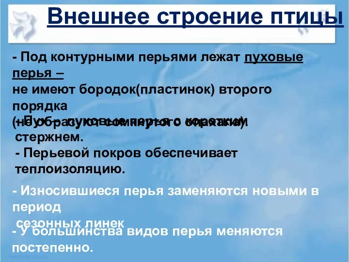 Внешнее строение птицы - Под контурными перьями лежат пуховые перья –