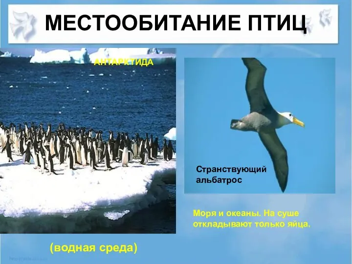 МЕСТООБИТАНИЕ ПТИЦ Моря и океаны. На суше откладывают только яйца. Странствующий альбатрос АНТАРКТИДА (водная среда)