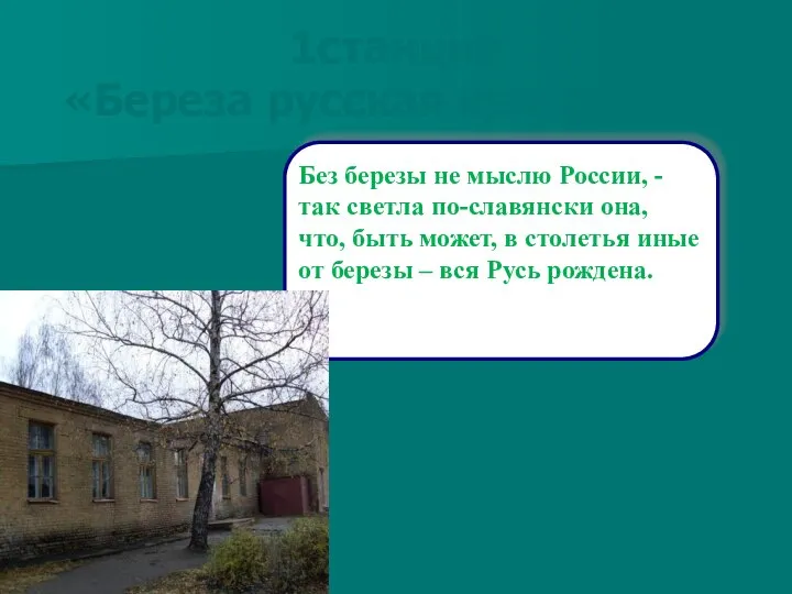 1станция «Береза русская красавица» Без березы не мыслю России, - так