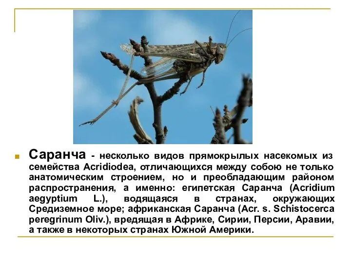 Саранча - несколько видов прямокрылых насекомых из семейства Acridiodea, отличающихся между