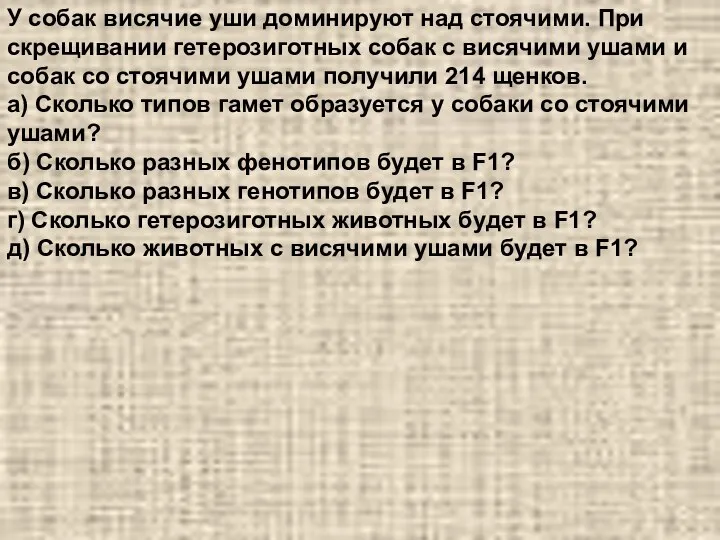 У собак висячие уши доминируют над стоячими. При скрещивании гетерозиготных собак