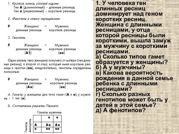 1. У человека ген длинных ресниц доминирует над геном коротких ресниц.