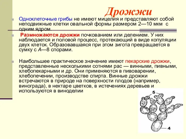 Дрожжи Одноклеточные грибы не имеют мицелия и представляют собой неподвижные клетки