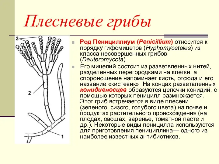 Плесневые грибы Род Пенициллиум (Penicillium) относится к порядку гифомицетов (Hyphomycetales) из