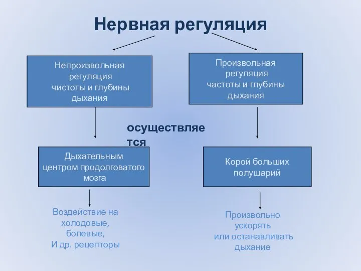 Нервная регуляция Непроизвольная регуляция чистоты и глубины дыхания Произвольная регуляция частоты