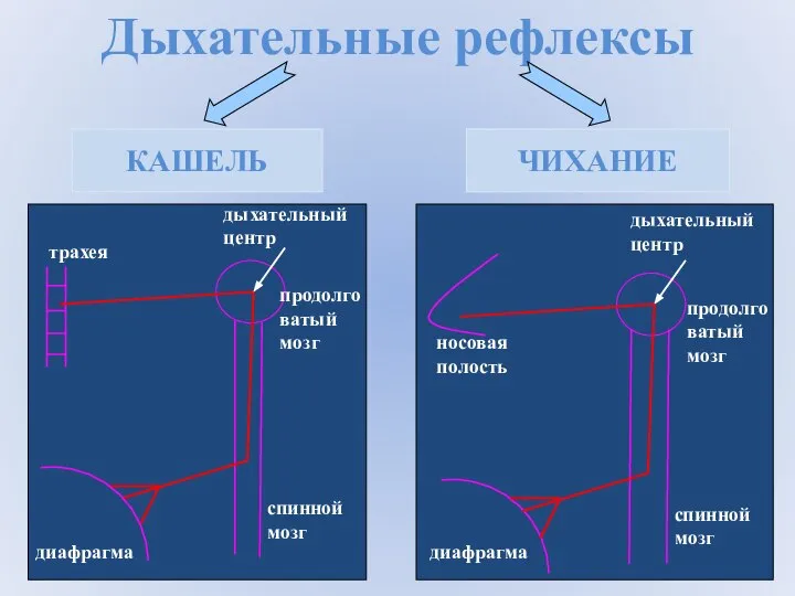 Дыхательные рефлексы КАШЕЛЬ ЧИХАНИЕ трахея диафрагма спинной мозг продолговатый мозг дыхательный