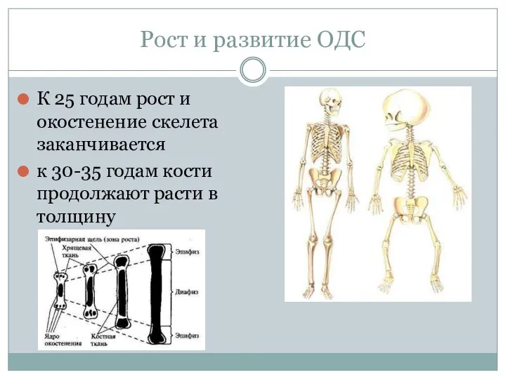 Рост и развитие ОДС К 25 годам рост и окостенение скелета