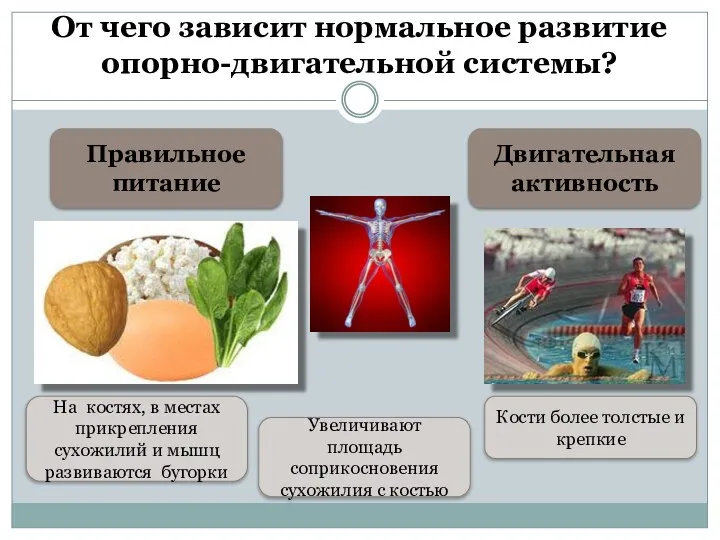 От чего зависит нормальное развитие опорно-двигательной системы? Правильное питание Двигательная активность