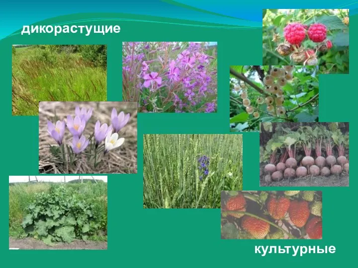 дикорастущие культурные