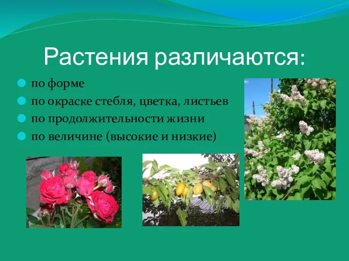 Растения различаются: по форме по окраске стебля, цветка, листьев по продолжительности