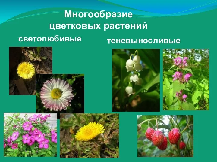 Многообразие цветковых растений светолюбивые теневыносливые