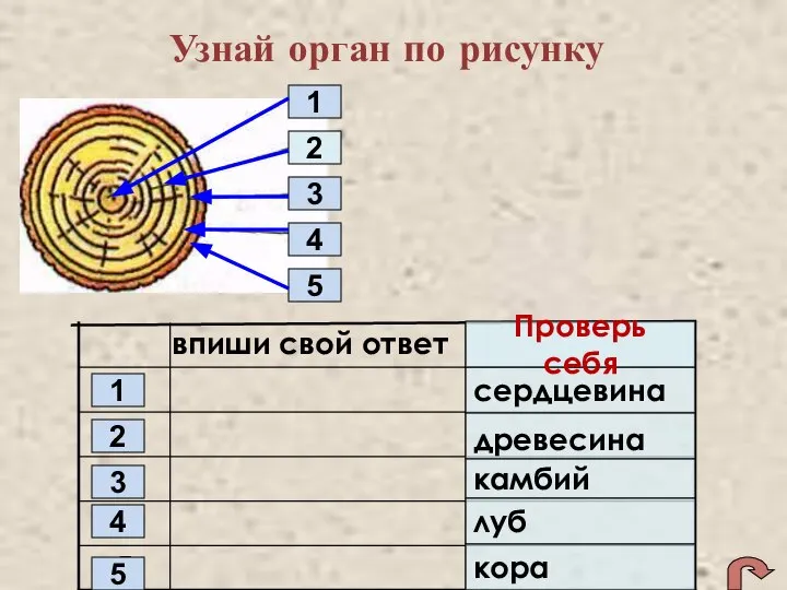 Узнай орган по рисунку впиши свой ответ 5 4 3 2