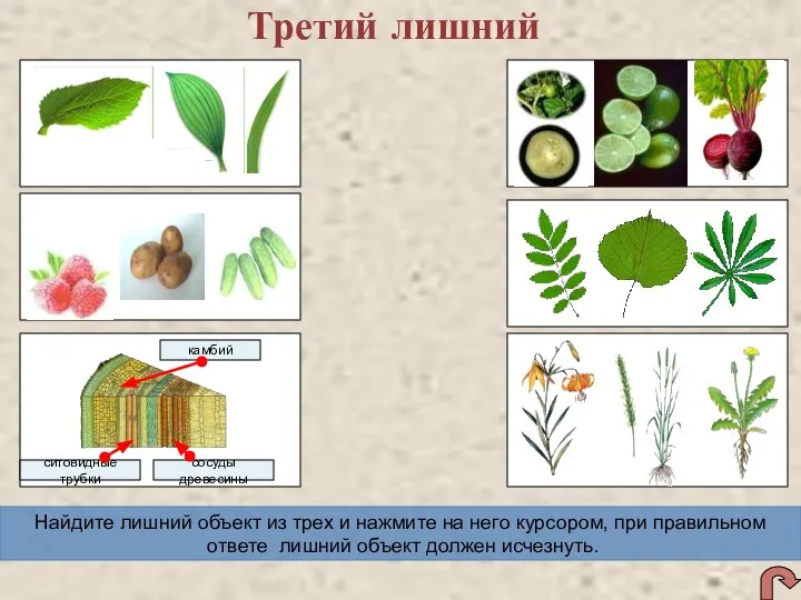 Третий лишний камбий Найдите лишний объект из трех и нажмите на