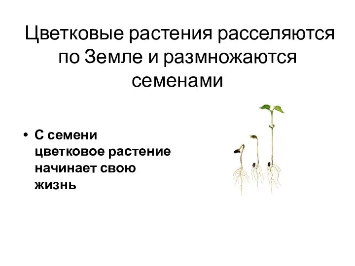 Цветковые растения расселяются по Земле и размножаются семенами С семени цветковое растение начинает свою жизнь