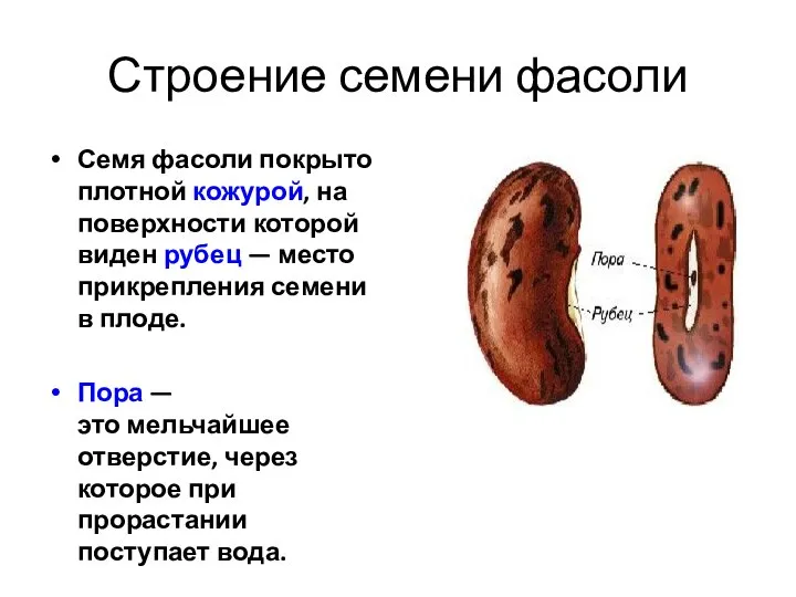 Строение семени фасоли Семя фасоли покрыто плотной кожурой, на поверхности которой