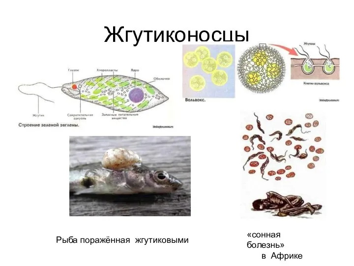 Жгутиконосцы «сонная болезнь» в Африке Рыба поражённая жгутиковыми