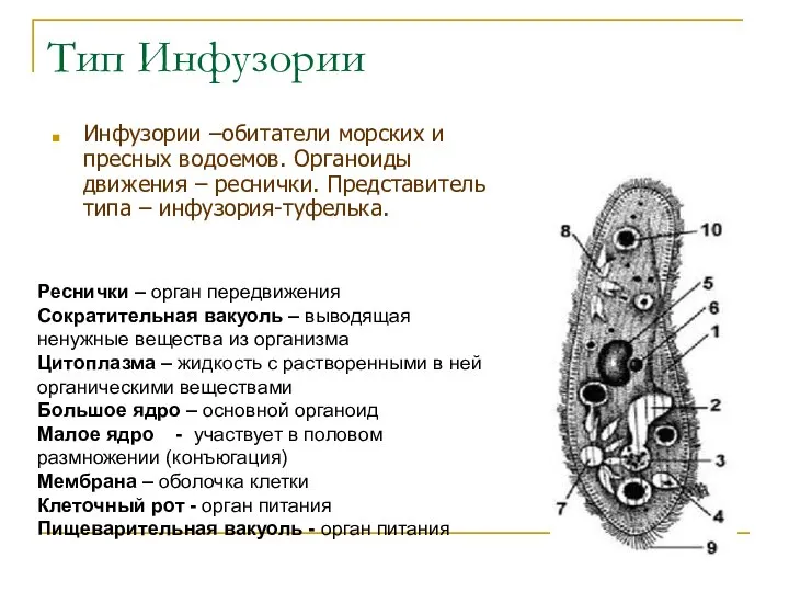 Тип Инфузории Инфузории –обитатели морских и пресных водоемов. Органоиды движения –