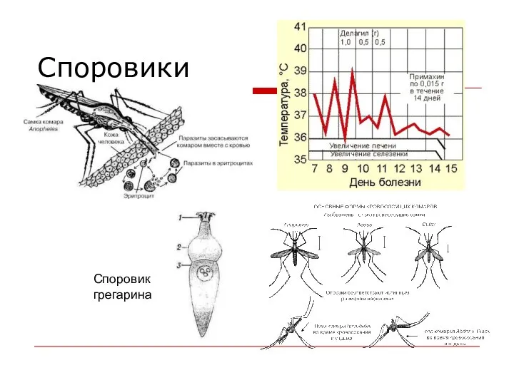 Споровики Споровик грегарина