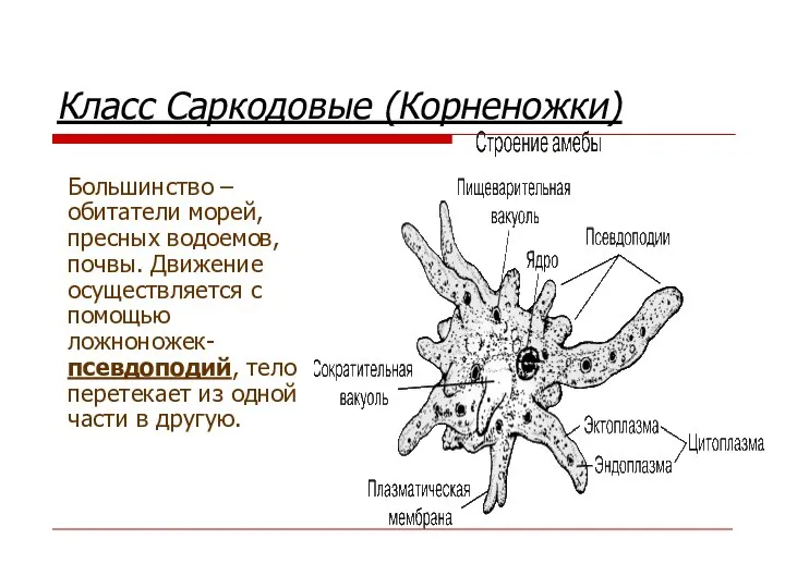 Класс Саркодовые (Корненожки) Большинство – обитатели морей, пресных водоемов, почвы. Движение