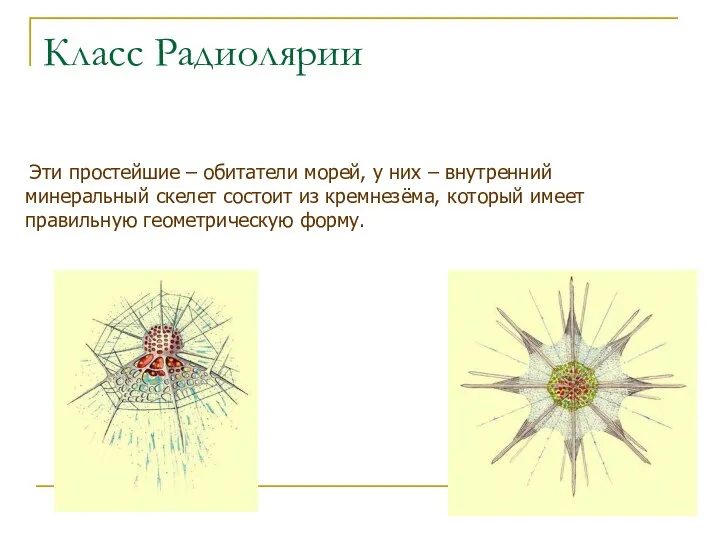 Класс Радиолярии Эти простейшие – обитатели морей, у них – внутренний