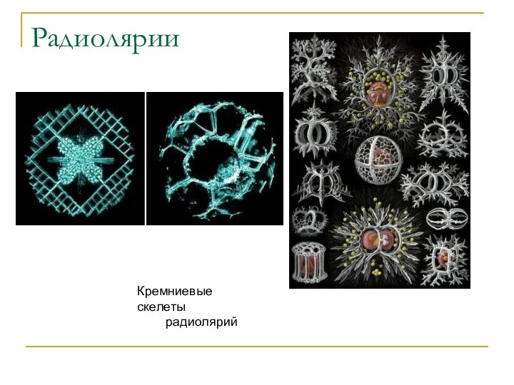 Радиолярии Кремниевые скелеты радиолярий