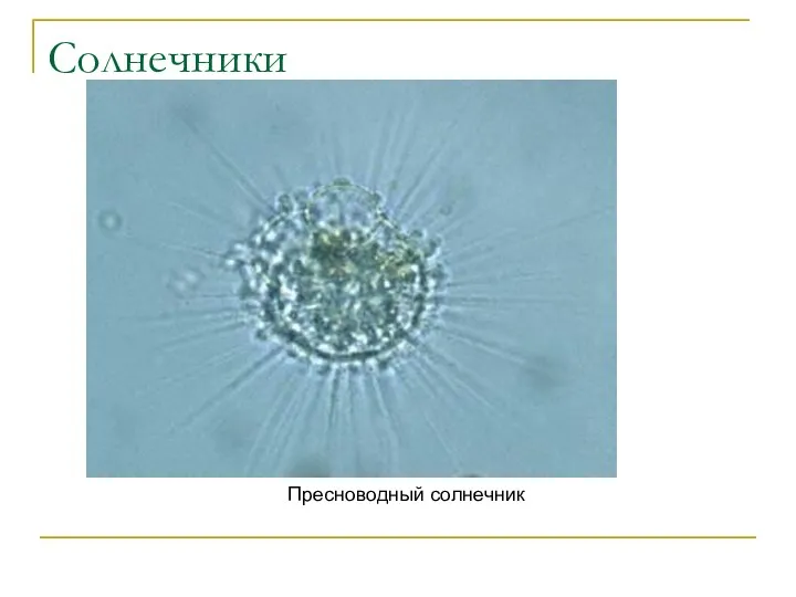 Солнечники Пресноводный солнечник