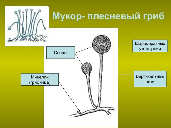 Мукор- плесневый гриб Шарообразные утолщения Вертикальные нити Мицелий (грибница) Споры