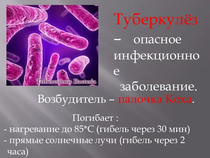 Туберкулёз – опасное инфекционное заболевание. Возбудитель – палочка Коха. Погибает :