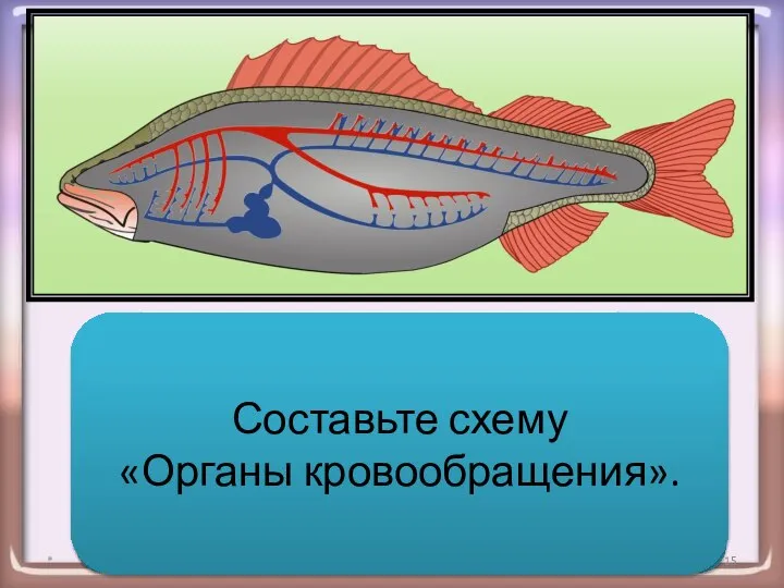 * Баранова А.П. 1 2 Составьте схему «Органы кровообращения».